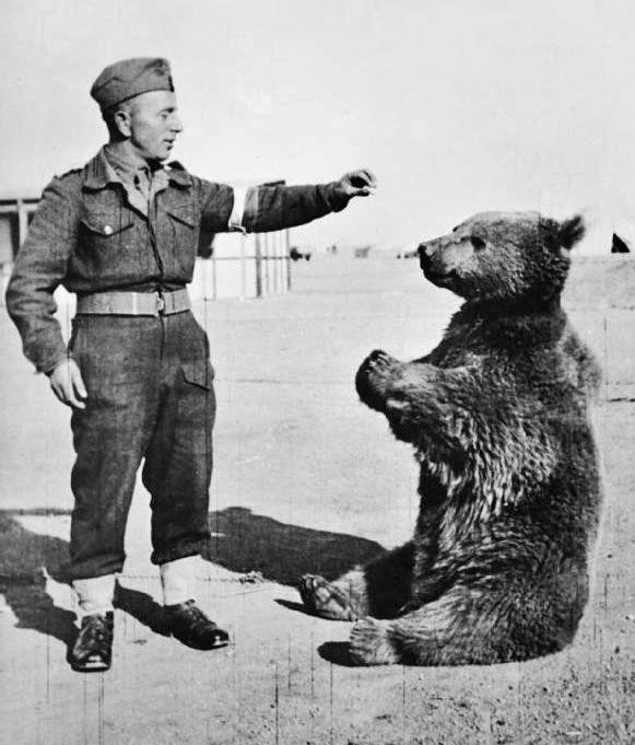 wojtek war bear