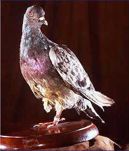 war pigeon